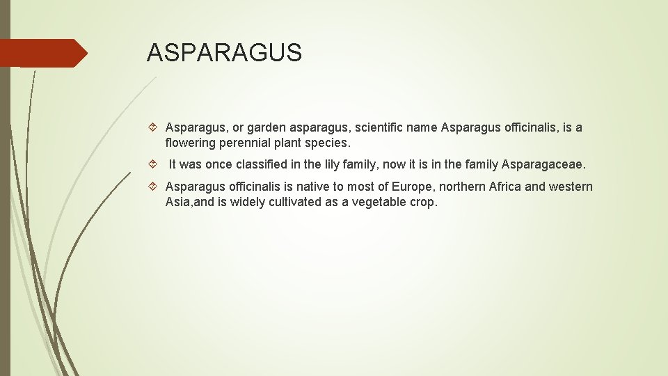 ASPARAGUS Asparagus, or garden asparagus, scientific name Asparagus officinalis, is a flowering perennial plant