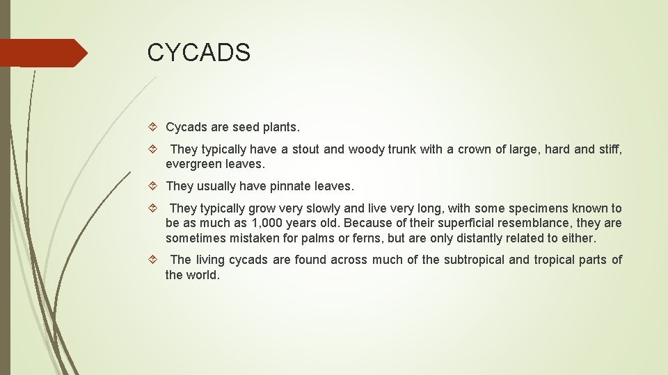 CYCADS Cycads are seed plants. They typically have a stout and woody trunk with