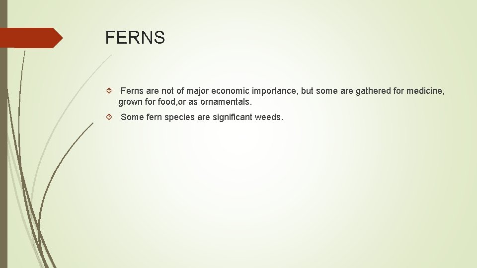 FERNS Ferns are not of major economic importance, but some are gathered for medicine,
