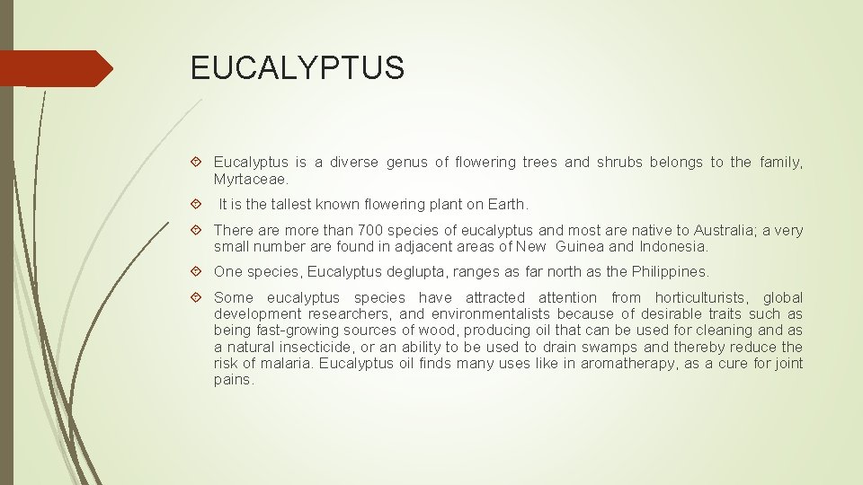 EUCALYPTUS Eucalyptus is a diverse genus of flowering trees and shrubs belongs to the