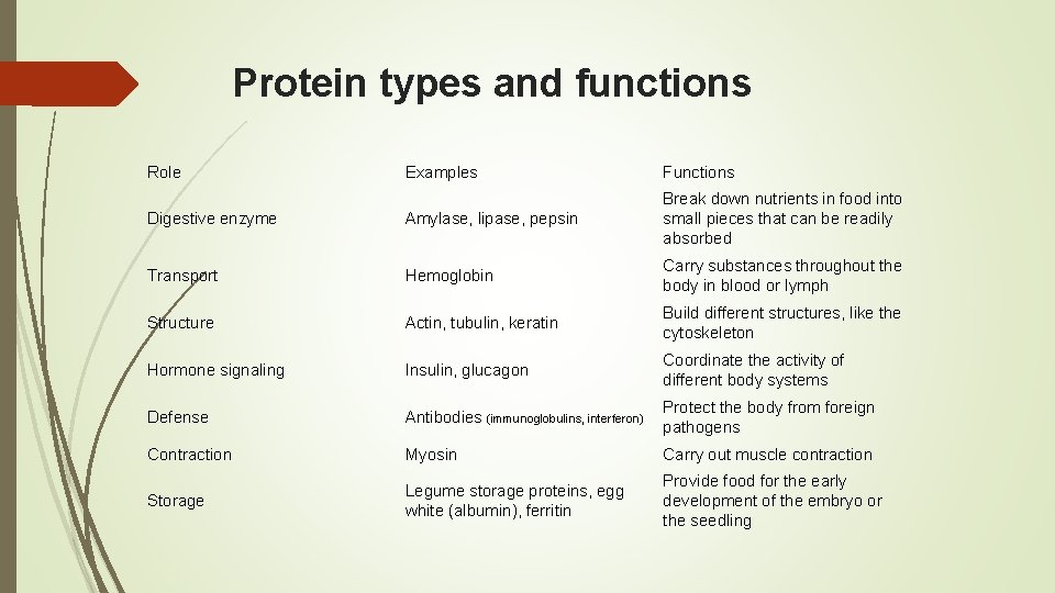 Protein types and functions Role Examples Functions Digestive enzyme Amylase, lipase, pepsin Break down