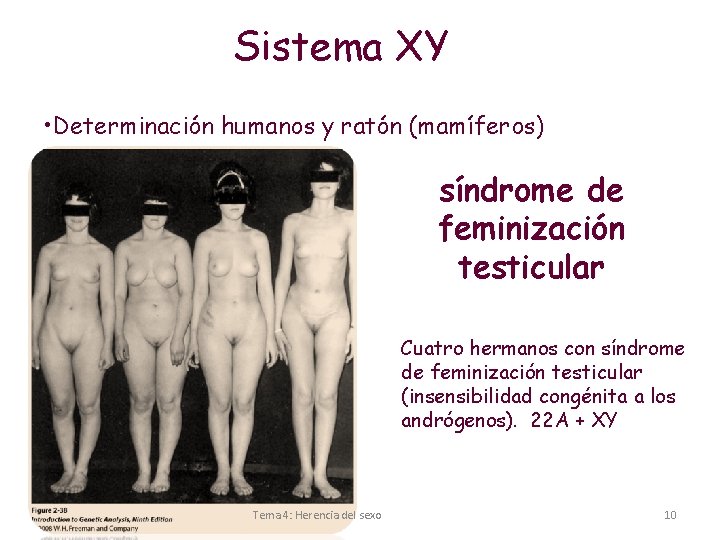 Sistema XY • Determinación humanos y ratón (mamíferos) síndrome de feminización testicular Cuatro hermanos