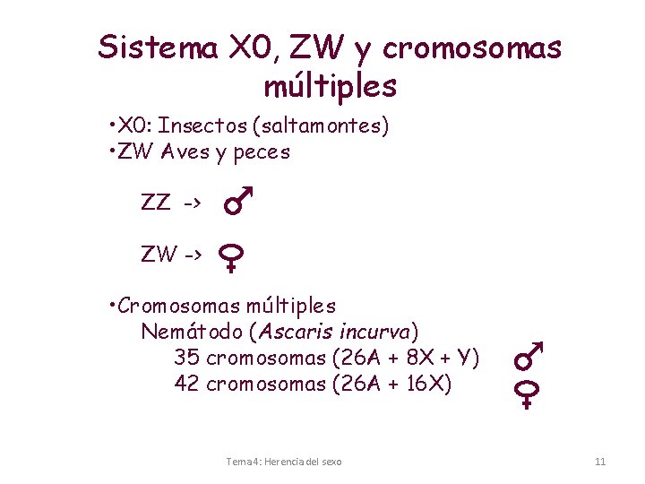 Sistema X 0, ZW y cromosomas múltiples • X 0: Insectos (saltamontes) • ZW