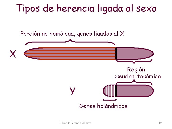 Tipos de herencia ligada al sexo Porción no homóloga, genes ligados al X X