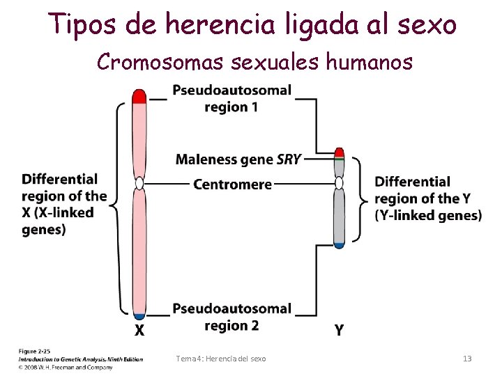 Tipos de herencia ligada al sexo Cromosomas sexuales humanos Tema 4: Herencia del sexo