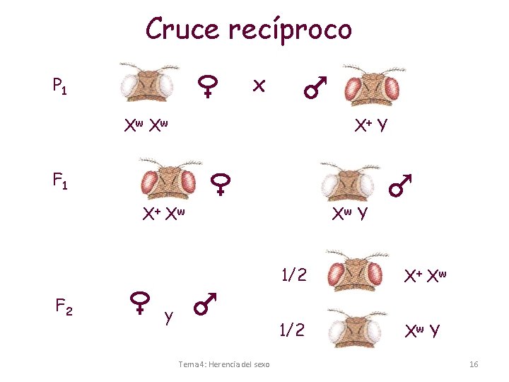 Cruce recíproco x P 1 Xw X w X+ Y F 1 X+ X