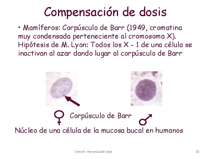 Compensación de dosis • Mamíferos: Corpúsculo de Barr (1949, cromatina muy condensada perteneciente al