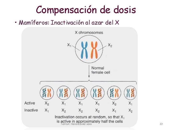 Compensación de dosis • Mamíferos: Inactivación al azar del X Tema 4: Herencia del