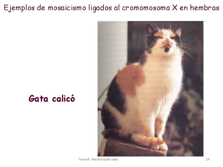 Ejemplos de mosaicismo ligados al cromomosoma X en hembras Gata calicó Tema 4: Herencia