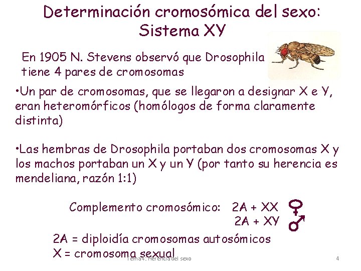 Determinación cromosómica del sexo: Sistema XY En 1905 N. Stevens observó que Drosophila melanogater