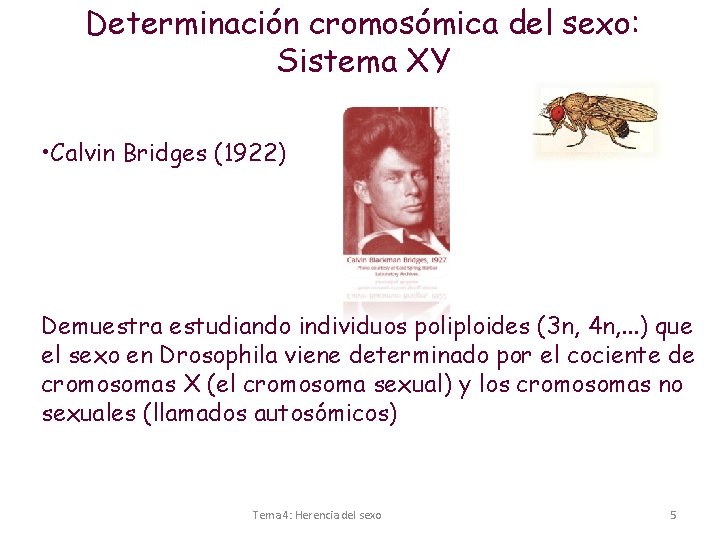 Determinación cromosómica del sexo: Sistema XY • Calvin Bridges (1922) Demuestra estudiando individuos poliploides
