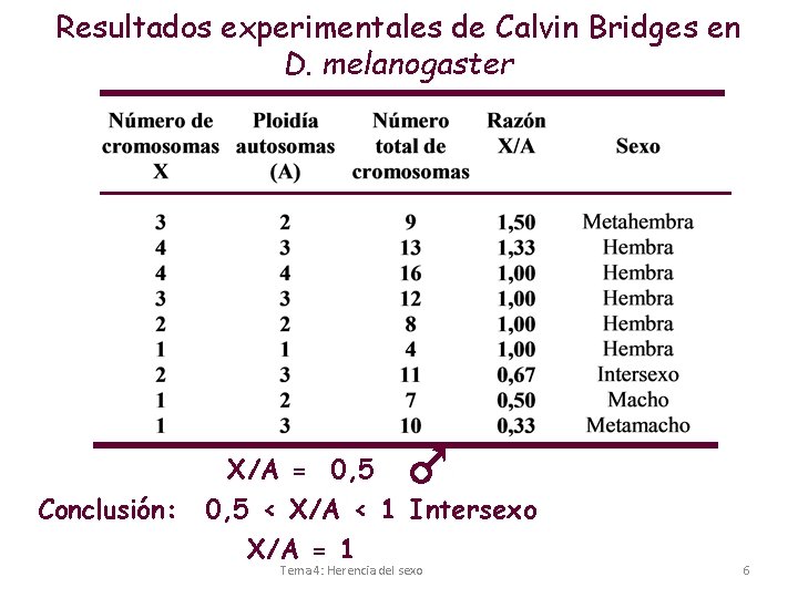 Resultados experimentales de Calvin Bridges en D. melanogaster Conclusión: X/A = 0, 5 <