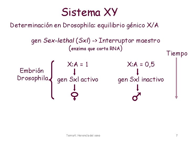 Sistema XY Determinación en Drosophila: equilibrio génico X/A gen Sex-lethal (Sxl) -> Interruptor maestro