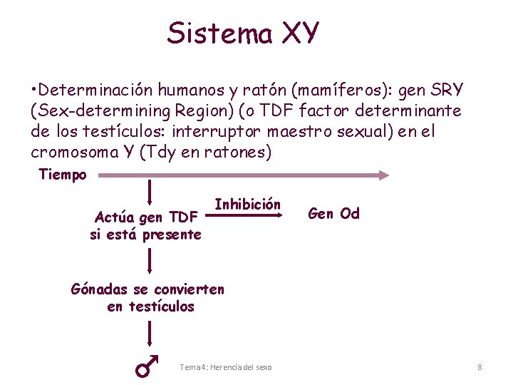 Sistema XY • Determinación humanos y ratón (mamíferos): gen SRY (Sex-determining Region) (o TDF