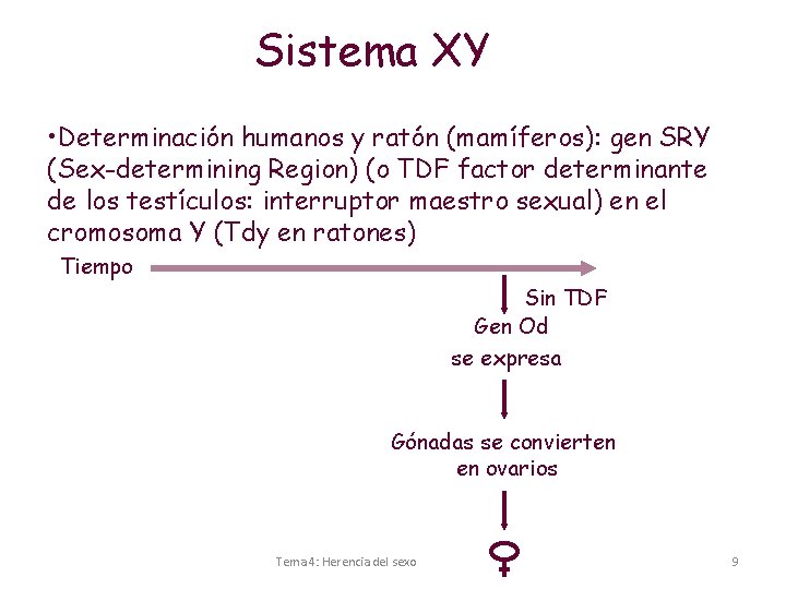 Sistema XY • Determinación humanos y ratón (mamíferos): gen SRY (Sex-determining Region) (o TDF