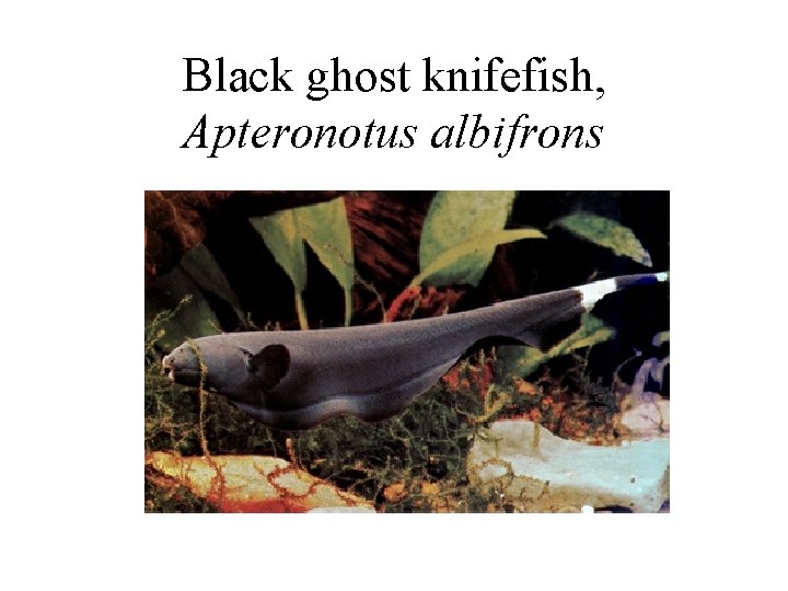 Black ghost knifefish, Apteronotus albifrons 