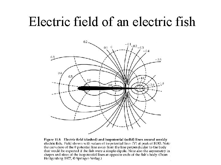 Electric field of an electric fish 