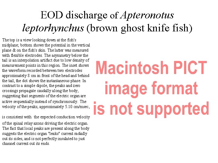 EOD discharge of Apteronotus leptorhynchus (brown ghost knife fish) The top is a view