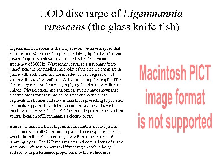 EOD discharge of Eigenmannia virescens (the glass knife fish) Eigenmannia virescens is the only