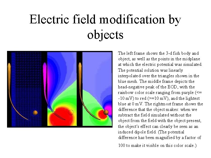Electric field modification by objects The left frame shows the 3 -d fish body