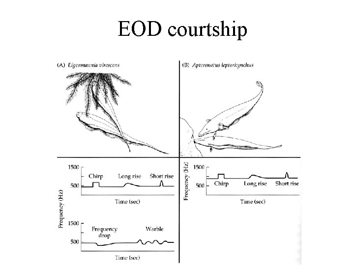 EOD courtship 
