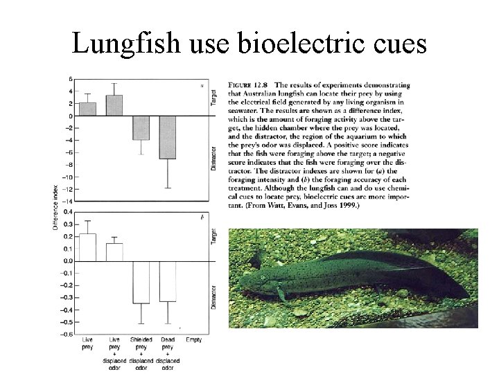 Lungfish use bioelectric cues 