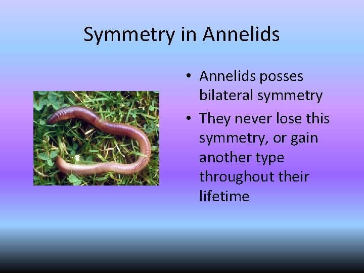 Symmetry in Annelids • Annelids posses bilateral symmetry • They never lose this symmetry,