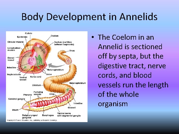 Body Development in Annelids • The Coelom in an Annelid is sectioned off by