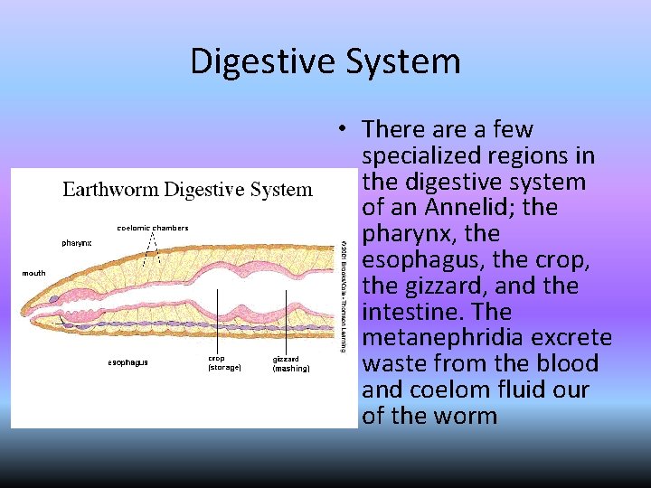 Digestive System • There a few specialized regions in the digestive system of an