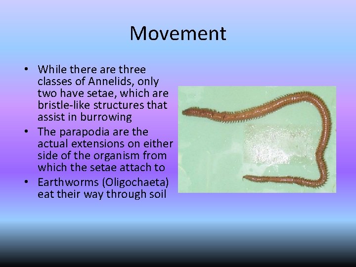 Movement • While there are three classes of Annelids, only two have setae, which