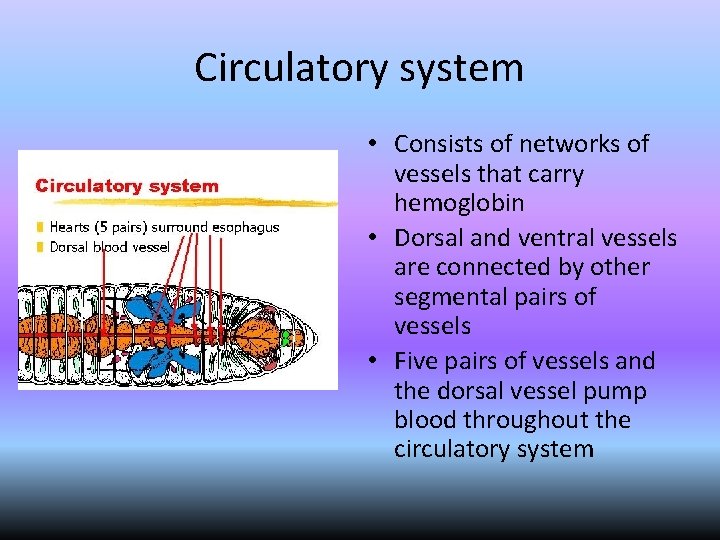 Circulatory system • Consists of networks of vessels that carry hemoglobin • Dorsal and