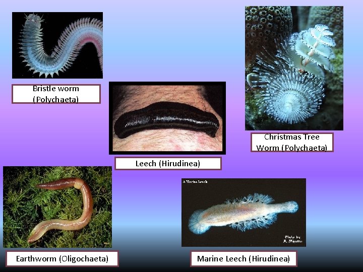 Bristle worm (Polychaeta) Christmas Tree Worm (Polychaeta) Leech (Hirudinea) Earthworm (Oligochaeta) Marine Leech (Hirudinea)