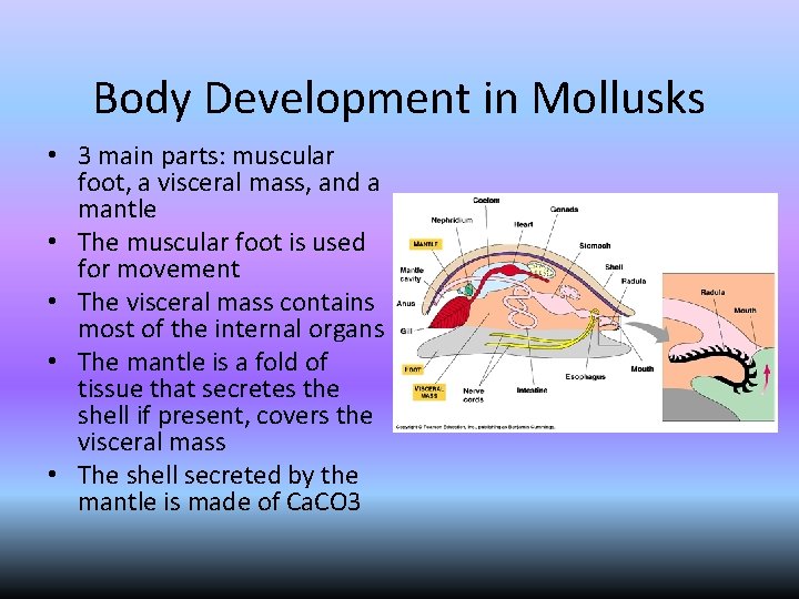 Body Development in Mollusks • 3 main parts: muscular foot, a visceral mass, and