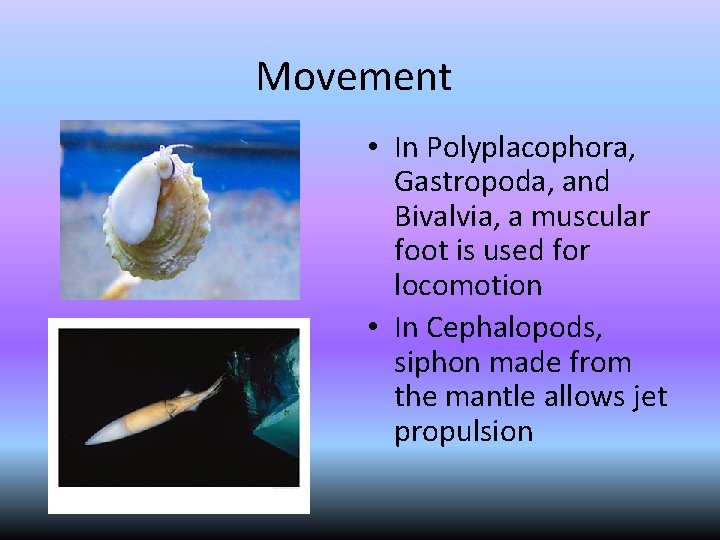 Movement • In Polyplacophora, Gastropoda, and Bivalvia, a muscular foot is used for locomotion