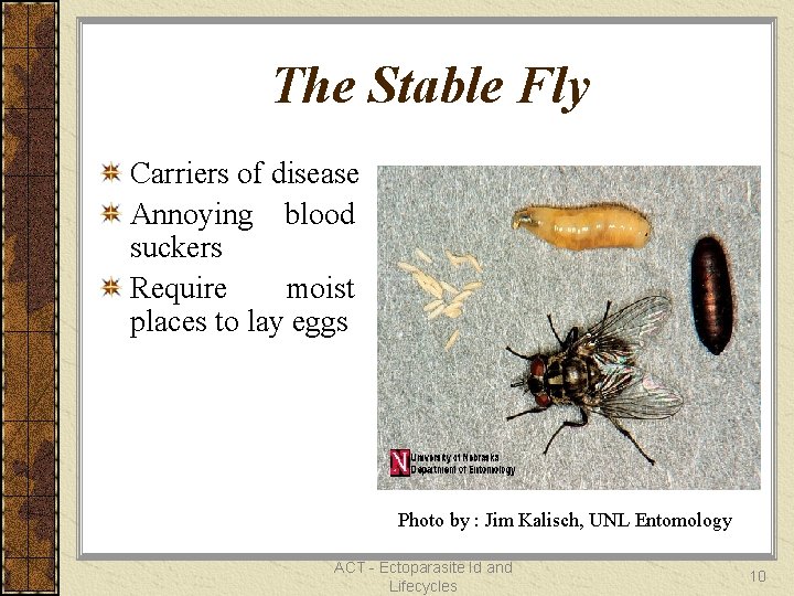 The Stable Fly Carriers of disease Annoying blood suckers Require moist places to lay