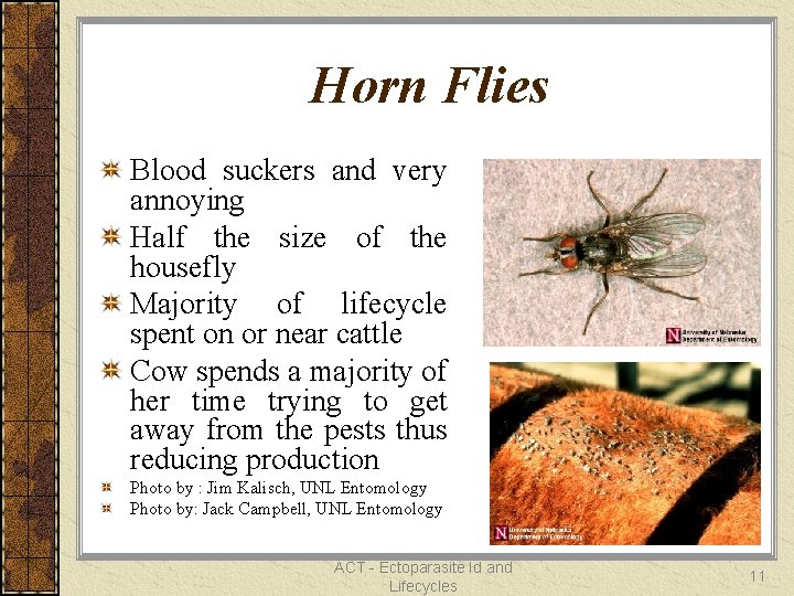 Horn Flies Blood suckers and very annoying Half the size of the housefly Majority