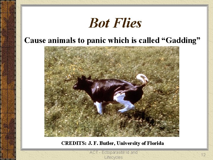 Bot Flies Cause animals to panic which is called “Gadding” CREDITS: J. F. Butler,