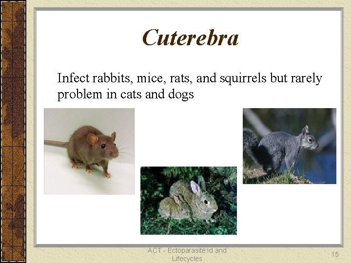 Cuterebra Infect rabbits, mice, rats, and squirrels but rarely problem in cats and dogs