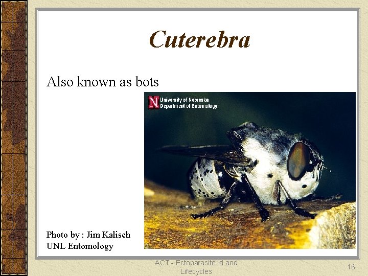 Cuterebra Also known as bots Photo by : Jim Kalisch UNL Entomology ACT -