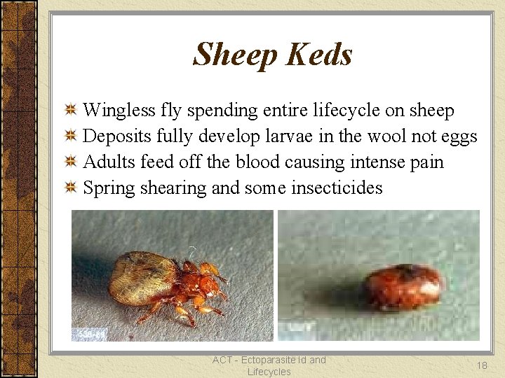 Sheep Keds Wingless fly spending entire lifecycle on sheep Deposits fully develop larvae in