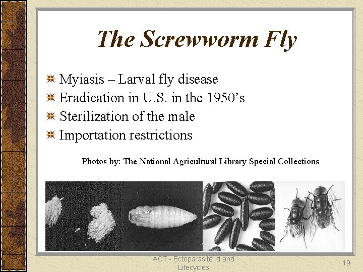 The Screwworm Fly Myiasis – Larval fly disease Eradication in U. S. in the