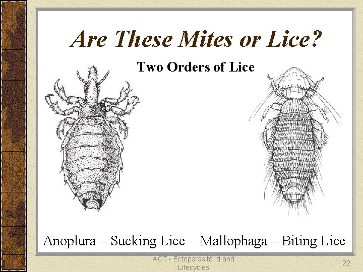Are These Mites or Lice? Two Orders of Lice Anoplura – Sucking Lice Mallophaga