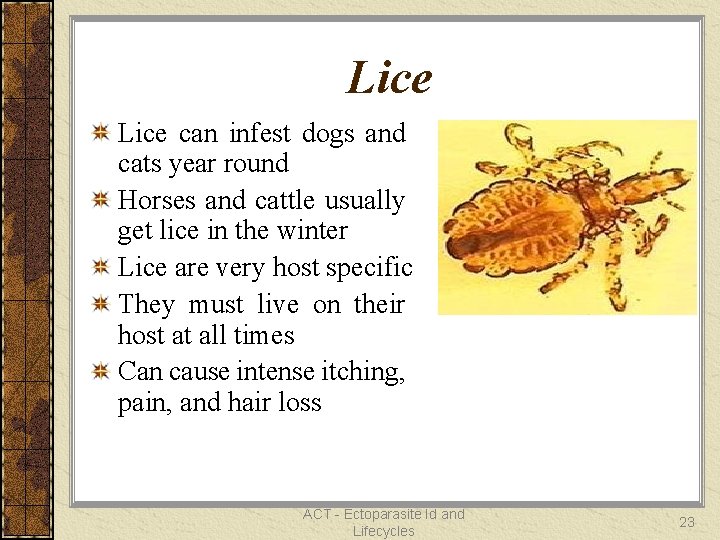 Lice can infest dogs and cats year round Horses and cattle usually get lice