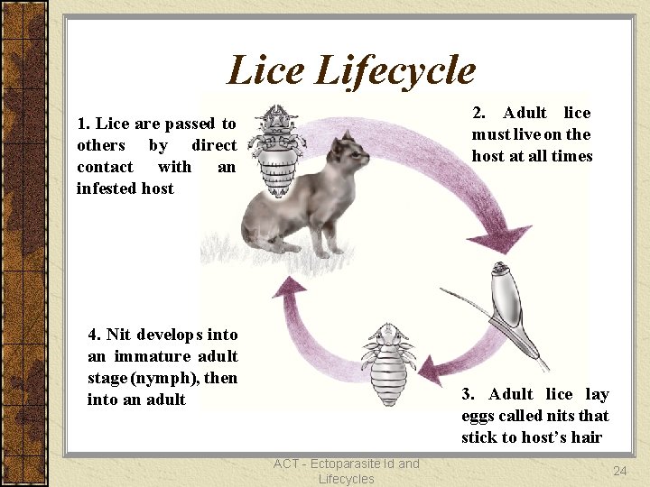 Lice Lifecycle 2. Adult lice must live on the host at all times 1.