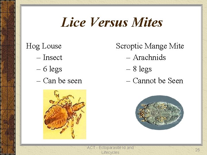Lice Versus Mites Hog Louse – Insect – 6 legs – Can be seen