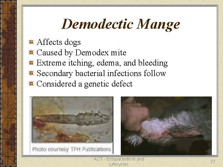 Demodectic Mange Affects dogs Caused by Demodex mite Extreme itching, edema, and bleeding Secondary