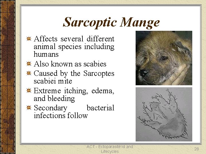 Sarcoptic Mange Affects several different animal species including humans Also known as scabies Caused