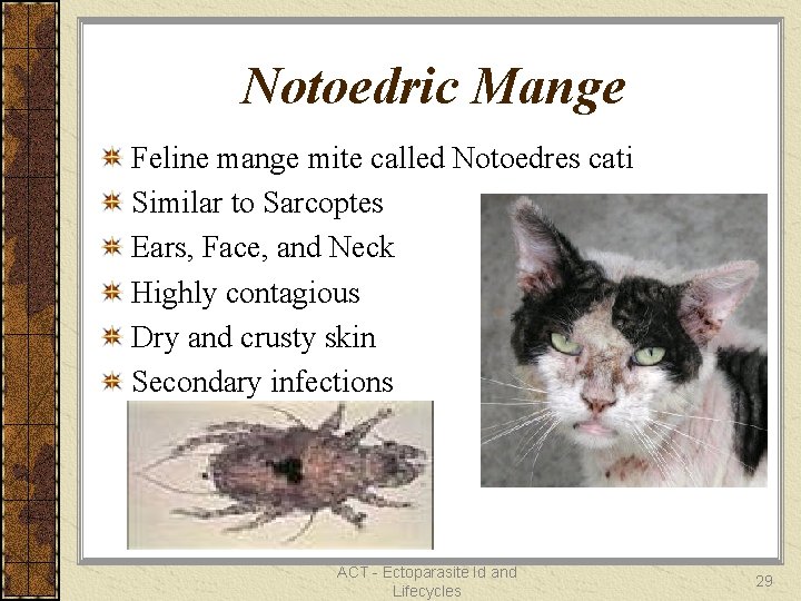 Notoedric Mange Feline mange mite called Notoedres cati Similar to Sarcoptes Ears, Face, and