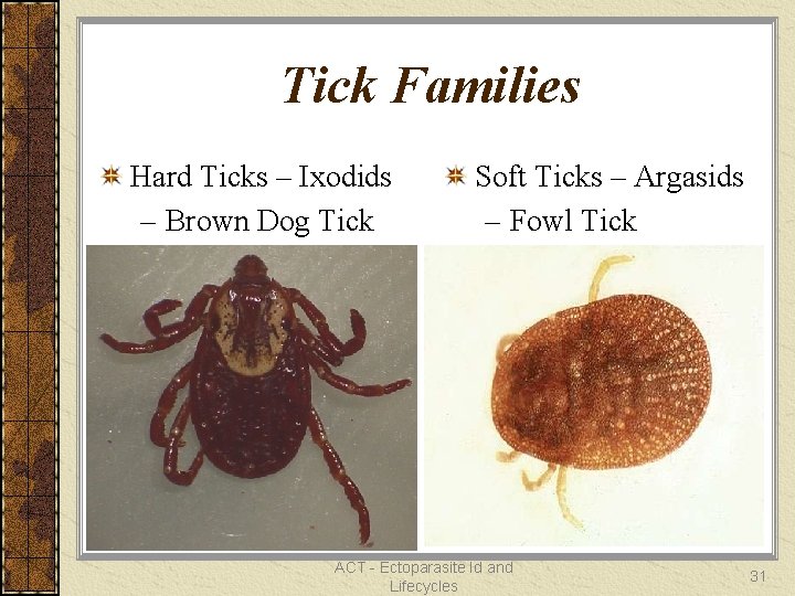 Tick Families Hard Ticks – Ixodids – Brown Dog Tick Soft Ticks – Argasids