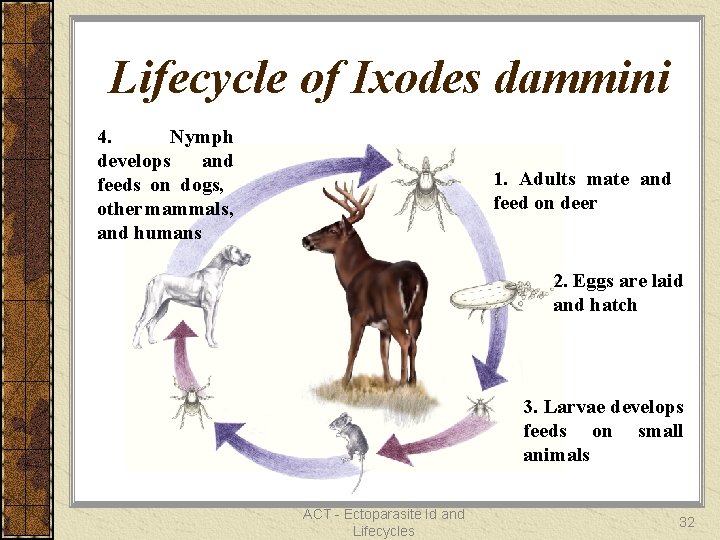 Lifecycle of Ixodes dammini 4. Nymph develops and feeds on dogs, other mammals, and